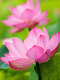 Perry's Water Garden, Lotus Blossom, Franklin, North Carolina, USA