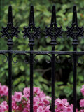 Wrought Iron Gate with Azaleas, Charleston, South Carolina, USA