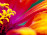 Whirligig Zinnia, Seattle, Washington, USA