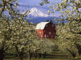 Red Barn in Pear Orchard, Mt. Hood, Hood River County, Oregon, USA