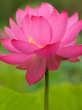 Perry's Water Garden, Lotus Flower, Franklin, North Carolina, USA