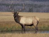 Buy Elk Bull in Meadow, Yellowstone National Park, Wyoming, USA at AllPosters.com