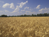 Buy Wheat Crop, Tennessee, USA at AllPosters.com