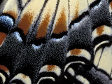 Eastern Tiger Swallowtail Butterfly Wing, Great Smoky Mountains National Park, Tennessee, USA