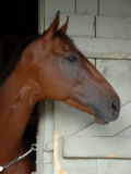 Buy Race Horse in Barn, Saratoga Springs, New York, USA at AllPosters.com