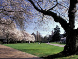 Cherry Trees in Bloom, University of Washington, Seattle, Washington, USA