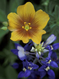 Yellow Flax, Bluebonnets, Moore, Texas, USA