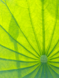 Perry's Water Garden, Lotus Blossom, Franklin, North Carolina, USA
