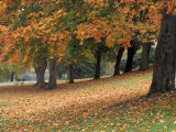 Buy Maples and Bench in Autumn at Greenlake, Seattle, Washington, USA at AllPosters.com