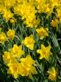 Yellow Daffodils, Elmira College, New York, USA