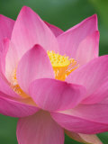 Buy Perry's Water Garden, Lotus Blossom, Franklin, North Carolina, USA at AllPosters.com