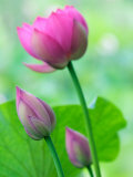 Perry's Water Garden, Lotus Bloom and Buds, Franklin, North Carolina, USA