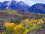Colorful Aspens in Logan Canyon, Utah, USA