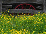 Buttercups and Wagon Wheel, Pioneer Homestead, Great Smoky Mountains National Park, North Carolina