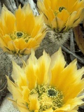 Flowers in Chihuahuan Desert, Big Bend National Park, Texas, USA