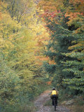 Buy Mountain Biking on Old Logging Road of Rice Hill, Green Mountains, Vermont, USA at AllPosters.com