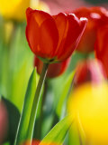 Tulips at Roozengaarde Display Garden, Mount Vernon, Skagit Valley, Washington, USA