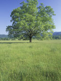 Bur Oak in Grassy Field, Great Smoky Mountains National Park, Tennessee, USA