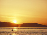 Surfacing Orca Whales, San Juan Islands, Washington, USA