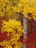 Aspen Trees with Golden Leaves, Wenatchee National Forest, Washington, USA