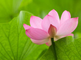 Perry's Water Garden, Lotus Bloom and Leaves, Franklin, North Carolina, USA