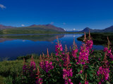 Buy Common Fireweed in the Alaska Range, Alaska, USA at AllPosters.com