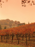Buy Silver Oak Cellars Winery and Vineyard, Alexander Valley, Mendocino County, California, USA at AllPosters.com