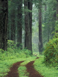 Buy Coast Trail, Old Highway 101 with Coast Redwoods, Del Norte Coast State Park, California, USA at AllPosters.com