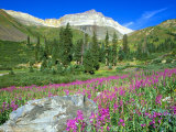 Buy Meadow of Fireweed in Mt. Sneffels Wilderness Area, Colorado, USA at AllPosters.com