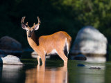 Whitetail Deer Buck in Katahdin Lake, Northern Forest, Maine, USA