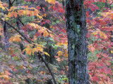 Forest Landscape and Fall Colors on Deciduous Trees, Lake Superior National Forest, Minnesota, USA
