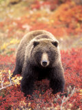Female Grizzly Bear Foraging Red Alpine Blueberries, Denali National Park, Alaska, USA Photographic Print