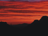 Buy Sonora Desert, Saguaro National Park, Arizona, USA at AllPosters.com