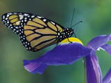 Monarch butterfly on Iris, Bloomfield Hills, Michigan, USA
