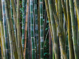 Bamboo Forest, Selby Gardens, Sarasota, Florida, USA