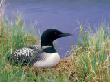 Wonder Lake and Common Loon on Nest, Denali National Park, Alaska, USA