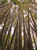Skyward View in Bamboo Forest, Selby Gardens, Sarasota, Florida, USA