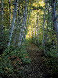 White Birch and Yellow Leaves in the White Mountains, New Hampshire, USA