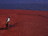 Buy Cranberry Harvest, Middleboro, Massachusetts, USA at AllPosters.com
