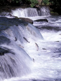 Salmon Leap Over Brooks Falls at Katmai National Park, Alaska, USA