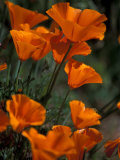 Buy California Poppies, Antelope Valley, California, USA at AllPosters.com