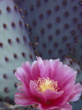 Buy Flowering Beavertail Cactus, Arizona-Sonora Desert Museum, Arizona, USA at AllPosters.com