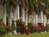 Row of Stately Cuban Royal Palms, Bougainvilleas Flowers, Miami, Florida, USA