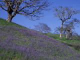 Lupine and Oak Trees, Redwood National Park, California, USA