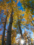 Buy Aspen Trees with Sunlight Coming Through, Alaska, USA at AllPosters.com