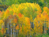 Autumn Aspens in Kebler Pass, Colorado, USA