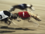 Greyhounds Racing