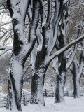 Snowy Weeping Willows, Trees and Fence, Oakland County, Michigan, USA