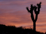 Buy Sunset at Lee Flat with Joshua Tree, Death Valley National Park, California, USA at AllPosters.com