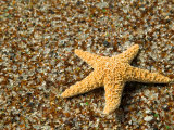 Buy Glass Beach with Star Fish, Kauai, Hawaii, USA at AllPosters.com